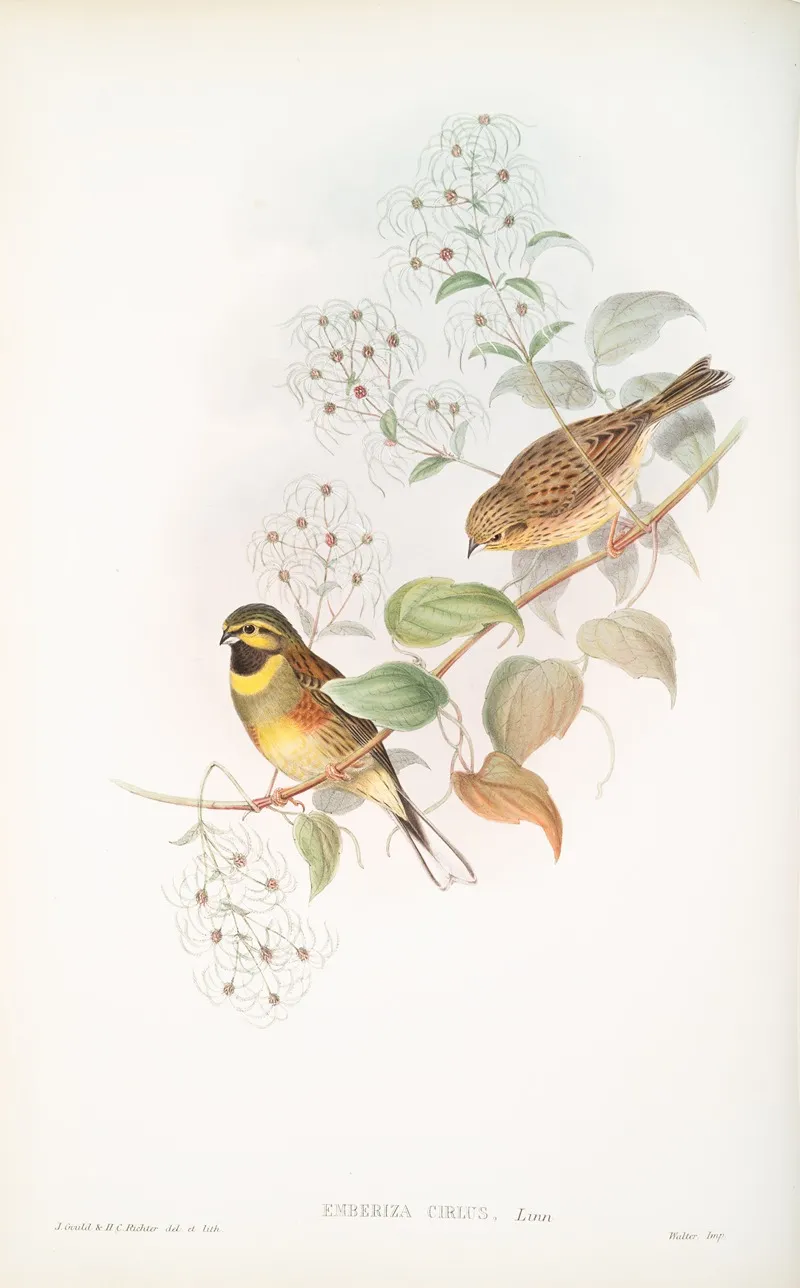 Emberiza Cirlus Cirl Bunting Wall Art by John Gould - High-Resolution Digital Print