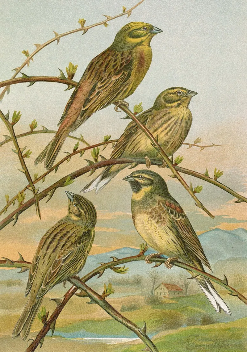 Emberiza Citrinella Emberiza Cirlus Wall Art by Johann Friedrich Naumann - High-Resolution Digital Print