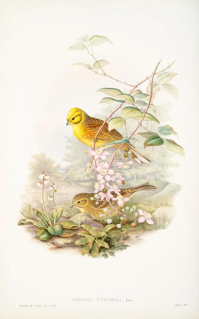 Emberiza Citrinella Yellowhammer Or Yellow Bunting Wall Art by John Gould - High-Resolution Digital Print