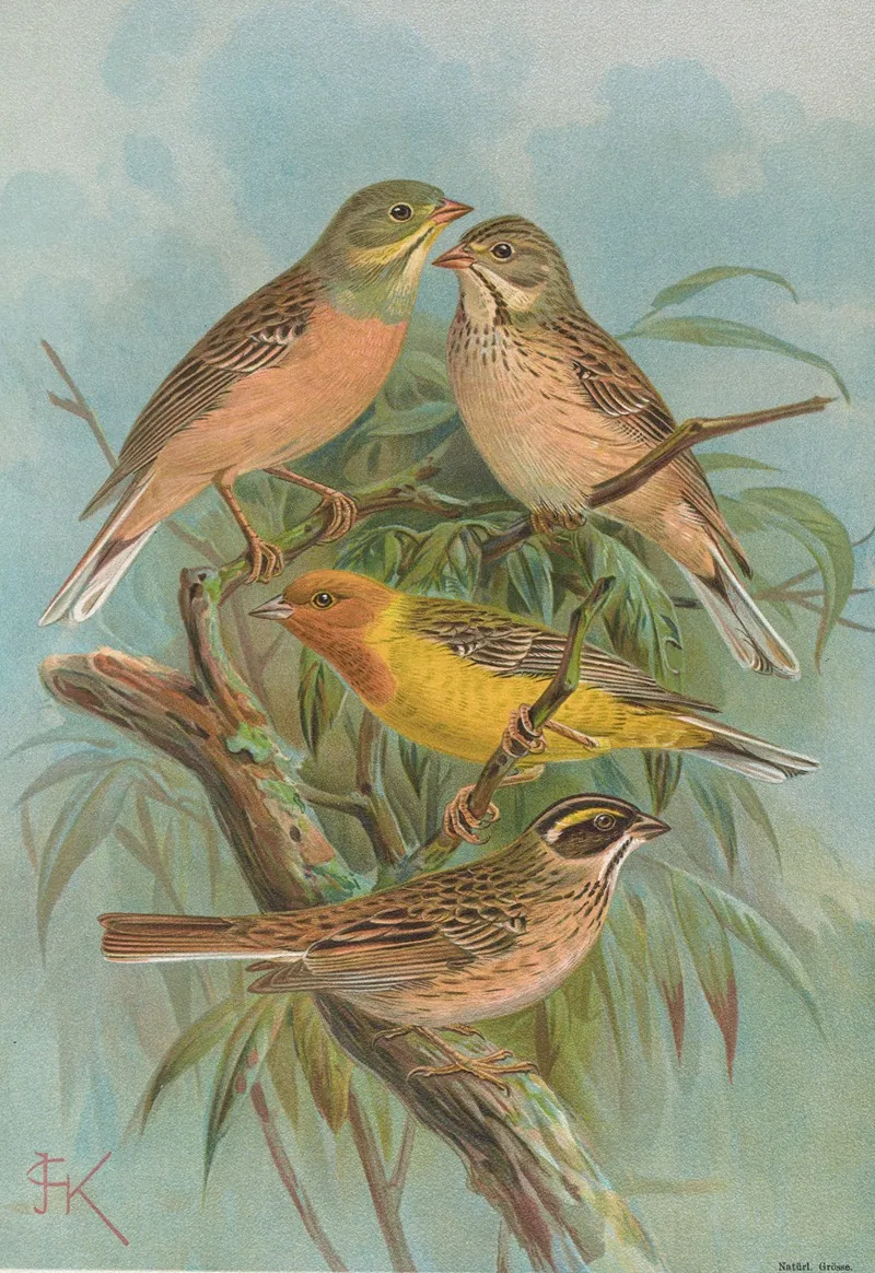 Emberiza Hortulana Emberiza Luteola Sparrm Emberiza Chrysophrys Pall Wall Art by Johann Friedrich Naumann - High-Resolution Digital Print