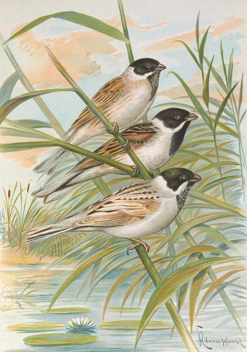 Emberiza Intermedia Michahelles Emberiza Palustris Savi Emberiza Pyrrhuloides Pall Wall Art by Johann Friedrich Naumann - High-Resolution Digital Print