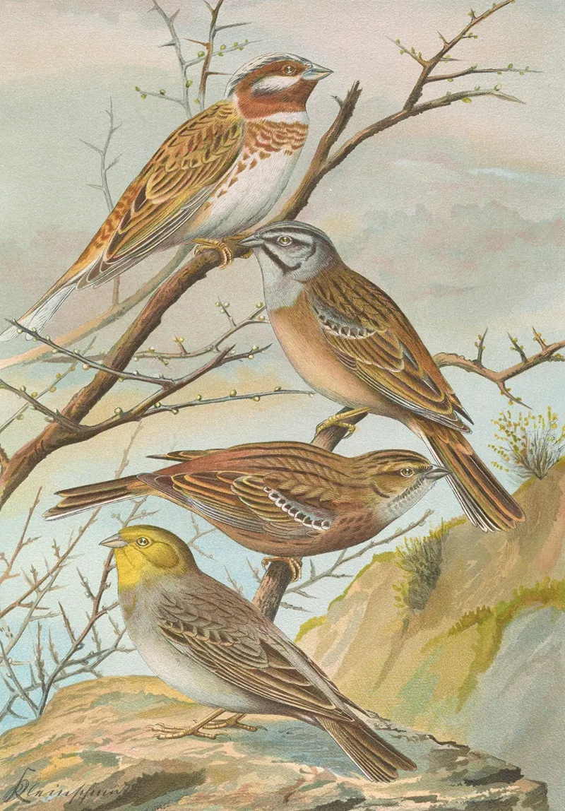 Emberiza Leucocephala Gmel Emberiza Cia Emberiza Cinerea Strickl Wall Art by Johann Friedrich Naumann - High-Resolution Digital Print