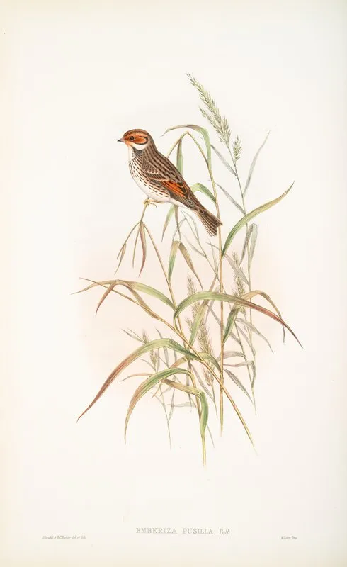 Emberiza Pusilla Dwarf Bunting Wall Art by John Gould - High-Resolution Digital Print