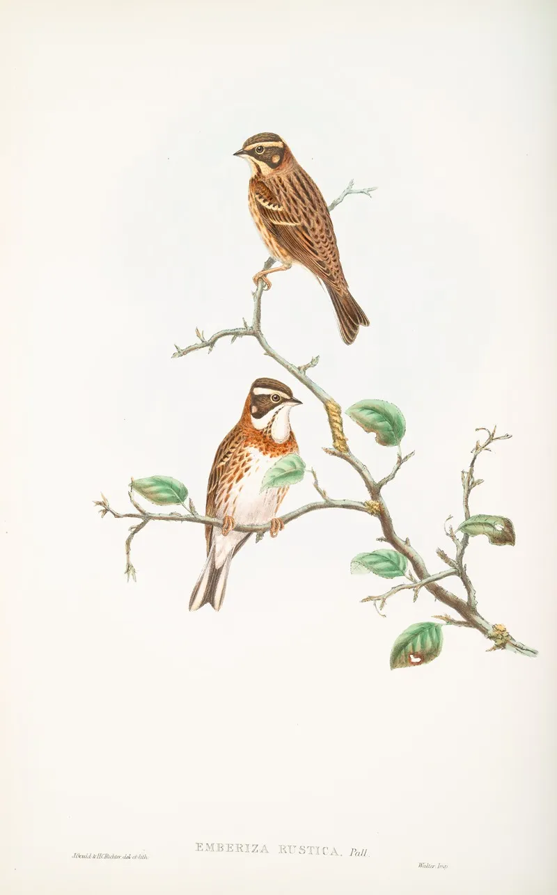 Emberiza Rustica Rustic Bunting Wall Art by John Gould - High-Resolution Digital Print