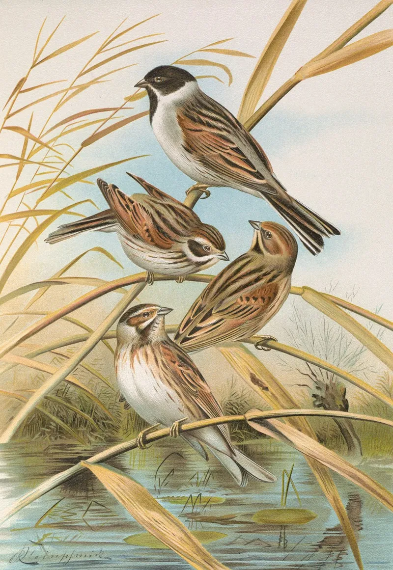 Emberiza Schoeniclus Wall Art by Johann Friedrich Naumann - High-Resolution Digital Print