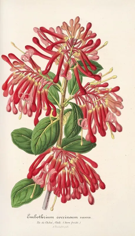 Embothrium Coccineum Wall Art by Charles Antoine Lemaire - High-Resolution Digital Print