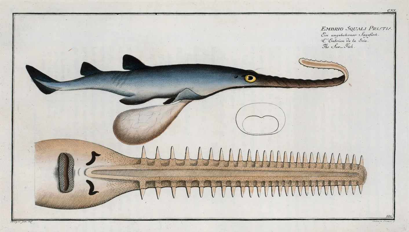 Embrio Squali Pristis The Saw Fish Wall Art by Marcus Elieser Bloch - High-Resolution Digital Print