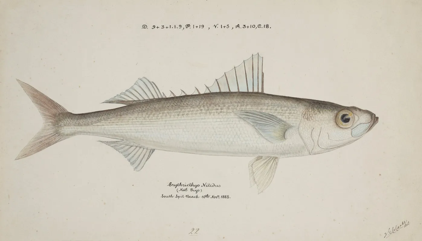 Emmelichthys Nitidus