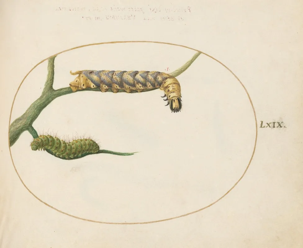 Emperor Moth Caterpillar With A Second Caterpillar On A Branch