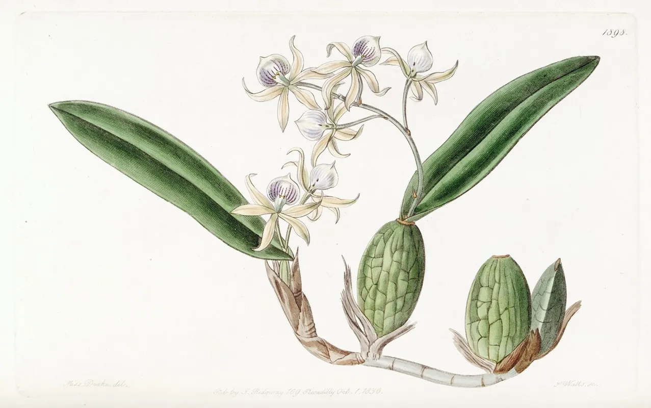 Emulous Epidendrum Wall Art by Sydenham Edwards - High-Resolution Digital Print
