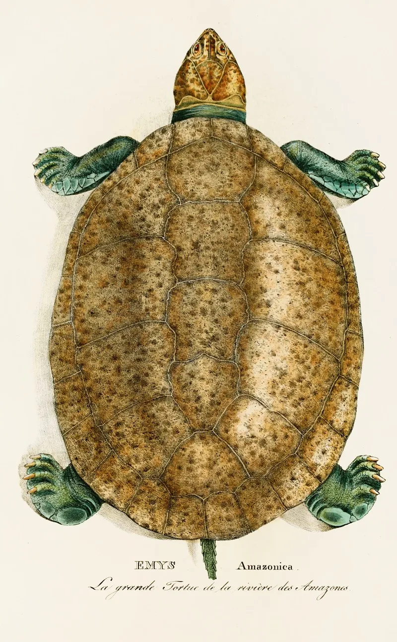 Emys Amazonica Wall Art by Johann Baptist von Spix - High-Resolution Digital Print