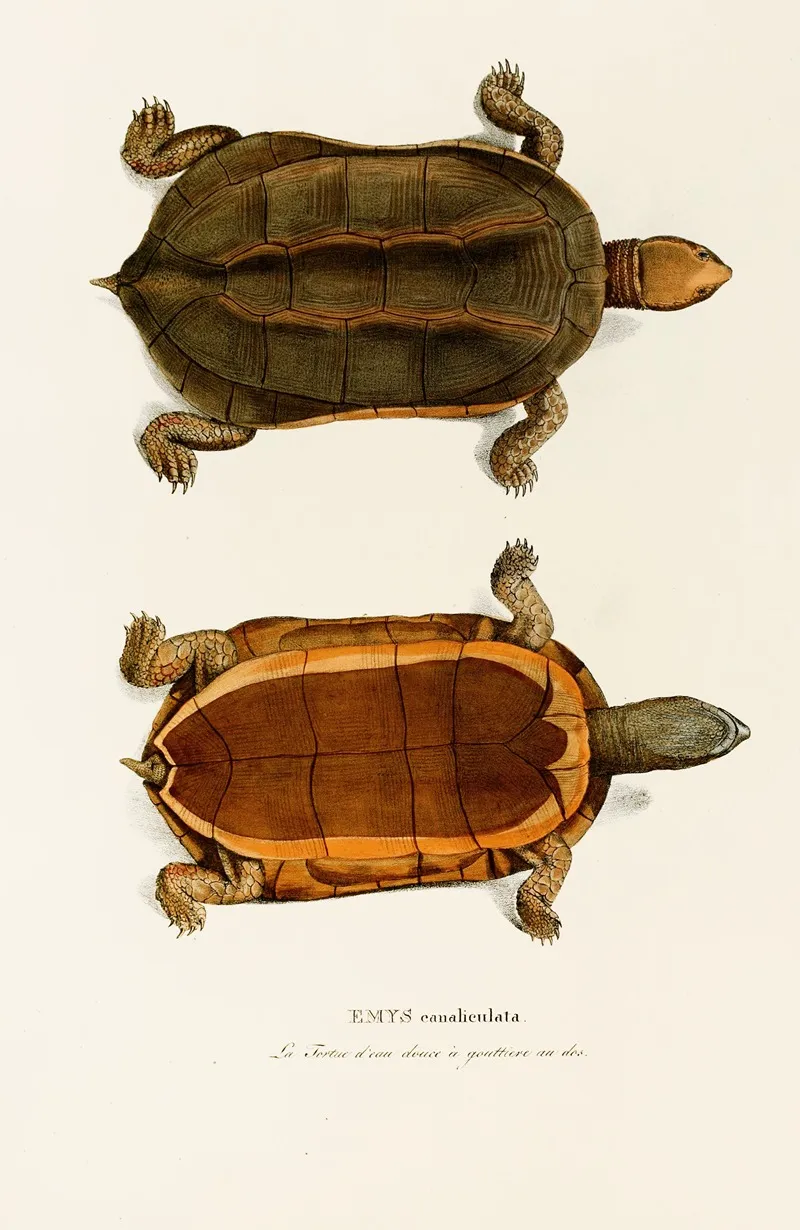 Emys Canaliculata Wall Art by Johann Baptist von Spix - High-Resolution Digital Print