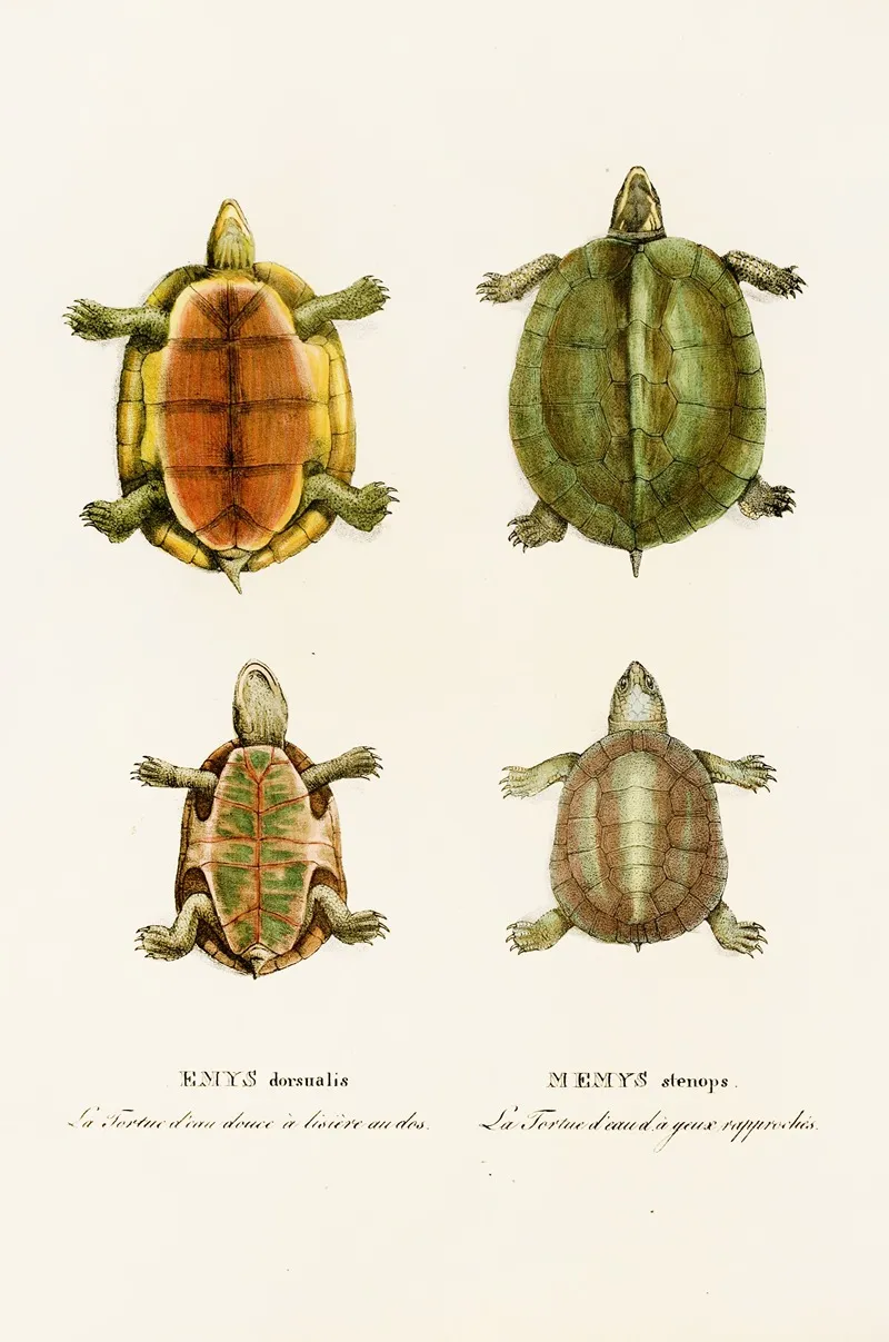 Emys Dorsualis Emys Stenops Wall Art by Johann Baptist von Spix - High-Resolution Digital Print