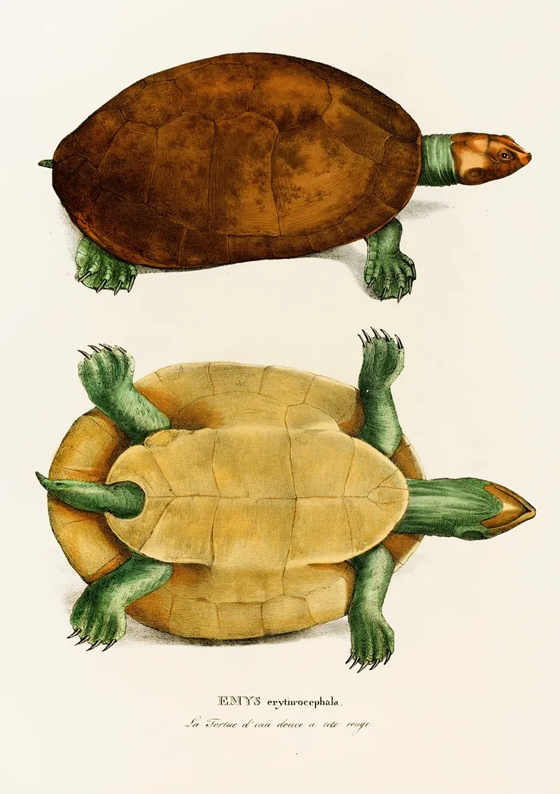Emys Erythrocephala Wall Art by Johann Baptist von Spix - High-Resolution Digital Print
