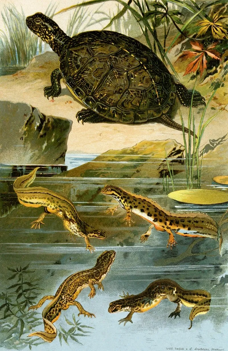 Emys Europaea Triton Vulgaris Triton Paradoxus Wall Art by Bruno Dürigen - High-Resolution Digital Print