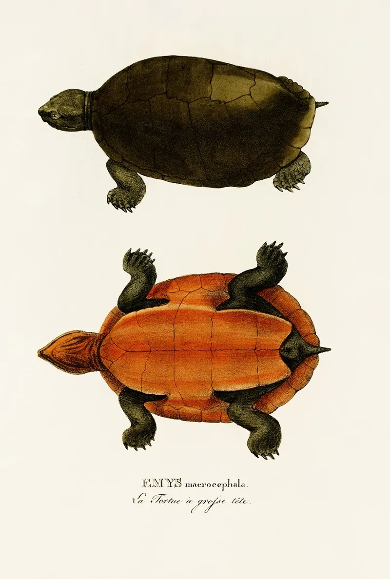 Emys Maerocephala Wall Art by Johann Baptist von Spix - High-Resolution Digital Print