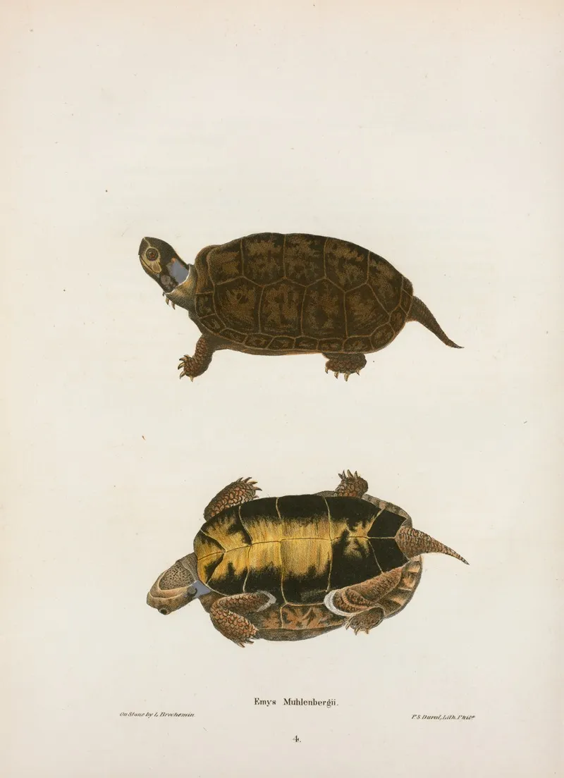 Emys Mobilensis Wall Art by John Edwards Holbrook - High-Resolution Digital Print