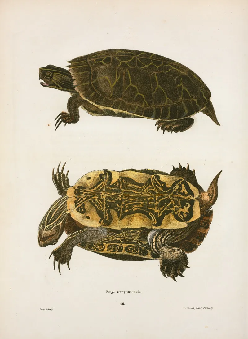 Emys Oregoniensis Wall Art by John Edwards Holbrook - High-Resolution Digital Print
