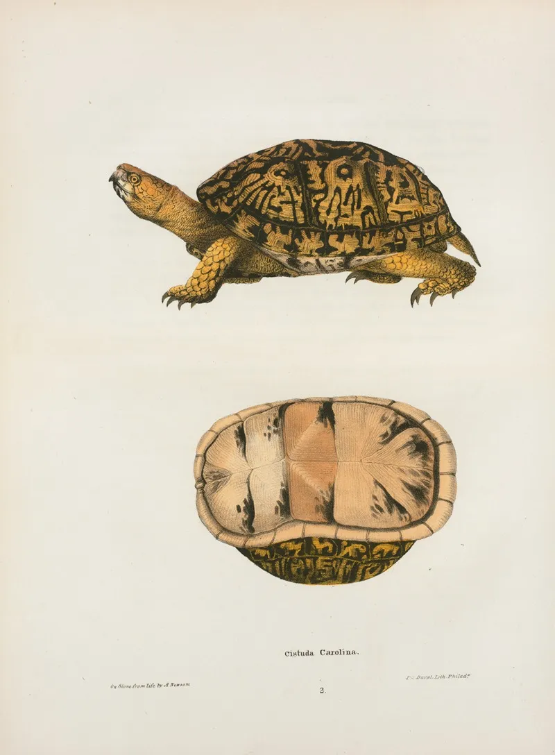 Emys Reticulata Wall Art by John Edwards Holbrook - High-Resolution Digital Print