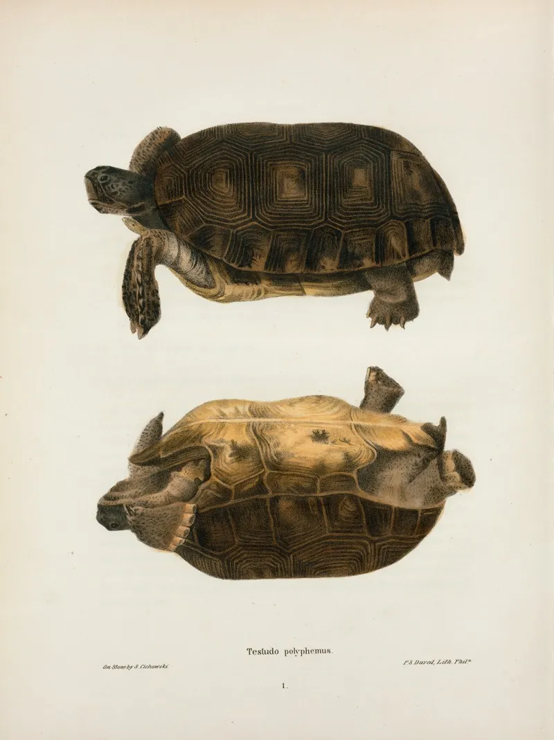 Emys Rubriventris Wall Art by John Edwards Holbrook - High-Resolution Digital Print