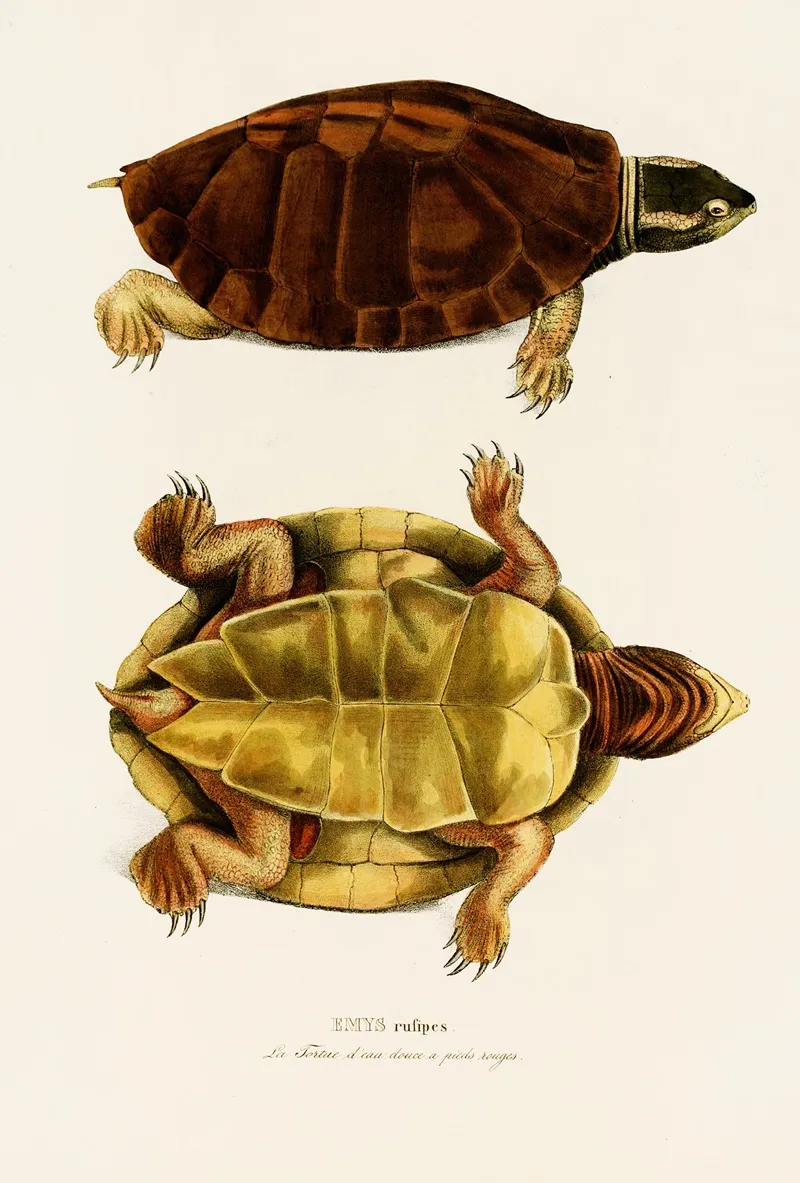 Emys Rufipes Wall Art by Johann Baptist von Spix - High-Resolution Digital Print