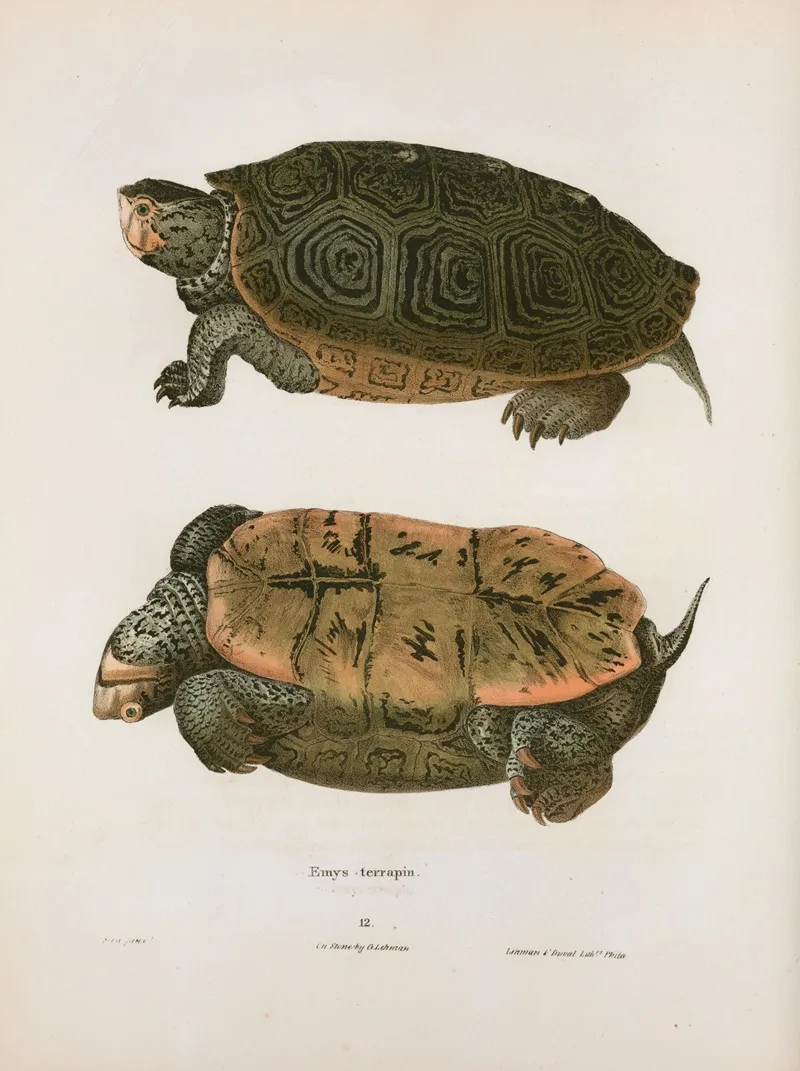 Emys Terrapin Wall Art by John Edwards Holbrook - High-Resolution Digital Print