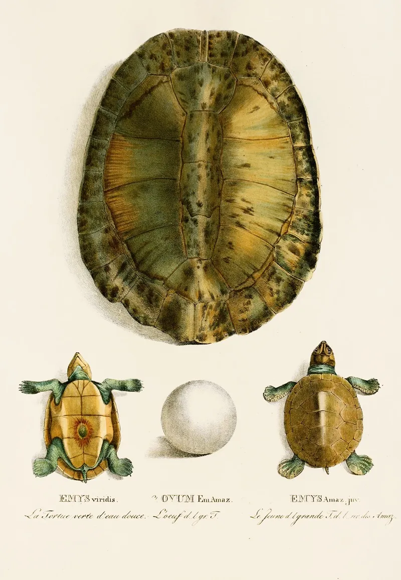Emys Viridis Emys Amaz Juv Wall Art by Johann Baptist von Spix - High-Resolution Digital Print