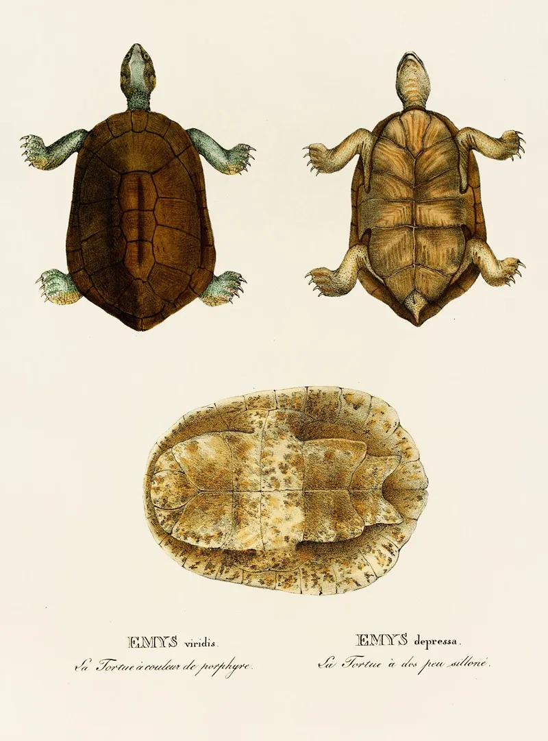 Emys Viridis Emys Depressa Wall Art by Johann Baptist von Spix - High-Resolution Digital Print