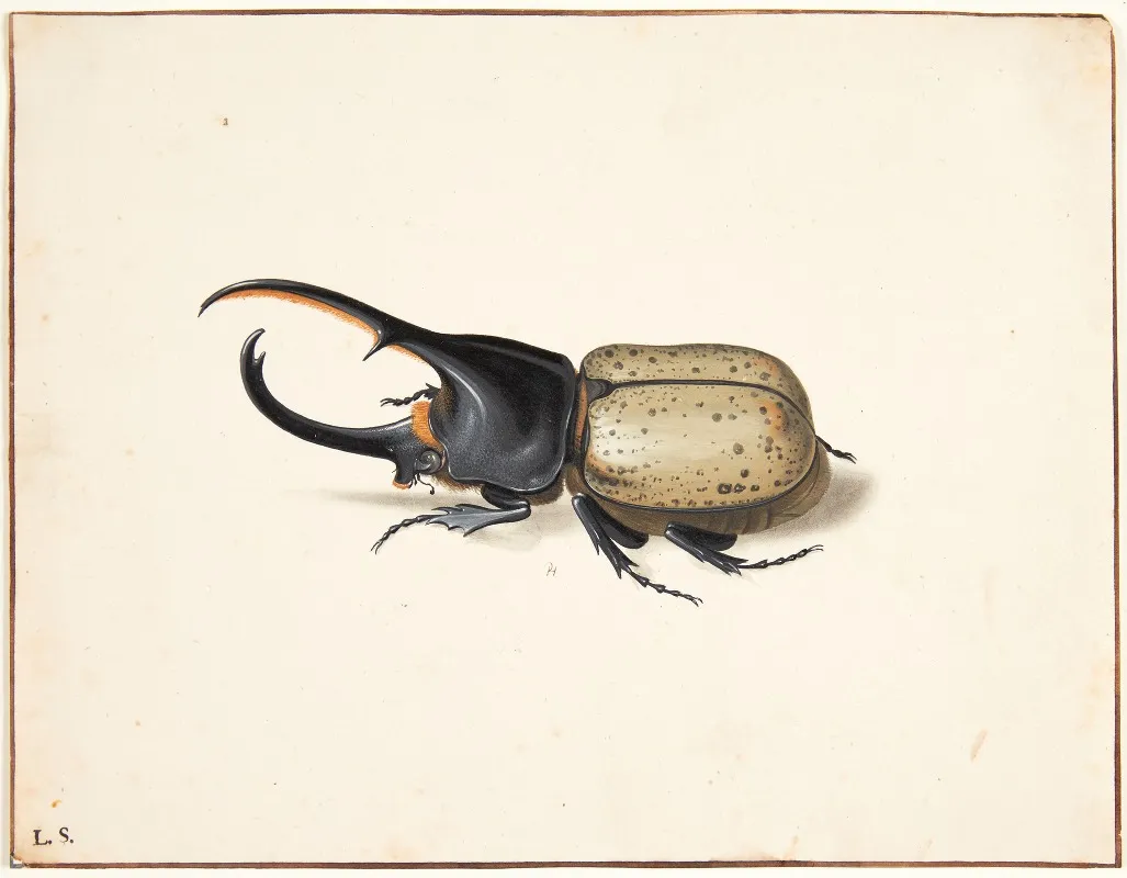 En Herkulesbille Dynastes Hercules Wall Art by Pieter Holsteijn - High-Resolution Digital Print