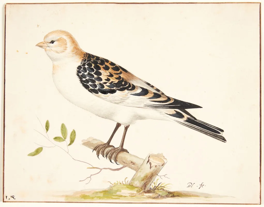 En Snespurv Plectrophenax Nivalis Wall Art by Pieter Holsteijn - High-Resolution Digital Print