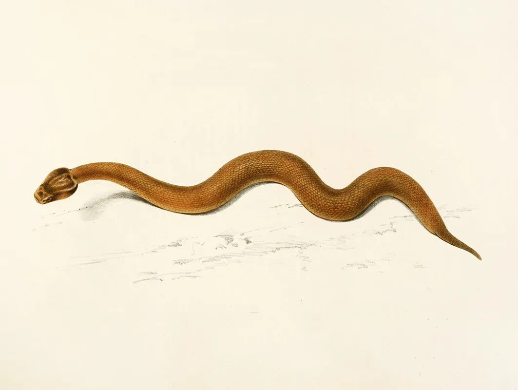 Enchida Inornata Wall Art by Sir Andrew Smith - High-Resolution Digital Print