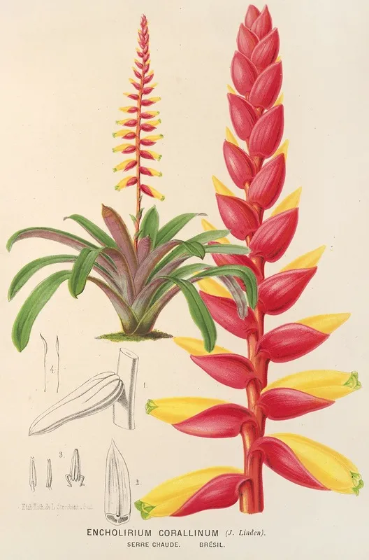 Encholirium Corallinum Wall Art by Charles Antoine Lemaire - High-Resolution Digital Print
