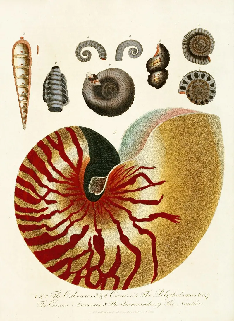 Encyclopaedia Londinensis Conchology Pl 01 Wall Art by John Chapman - High-Resolution Digital Print