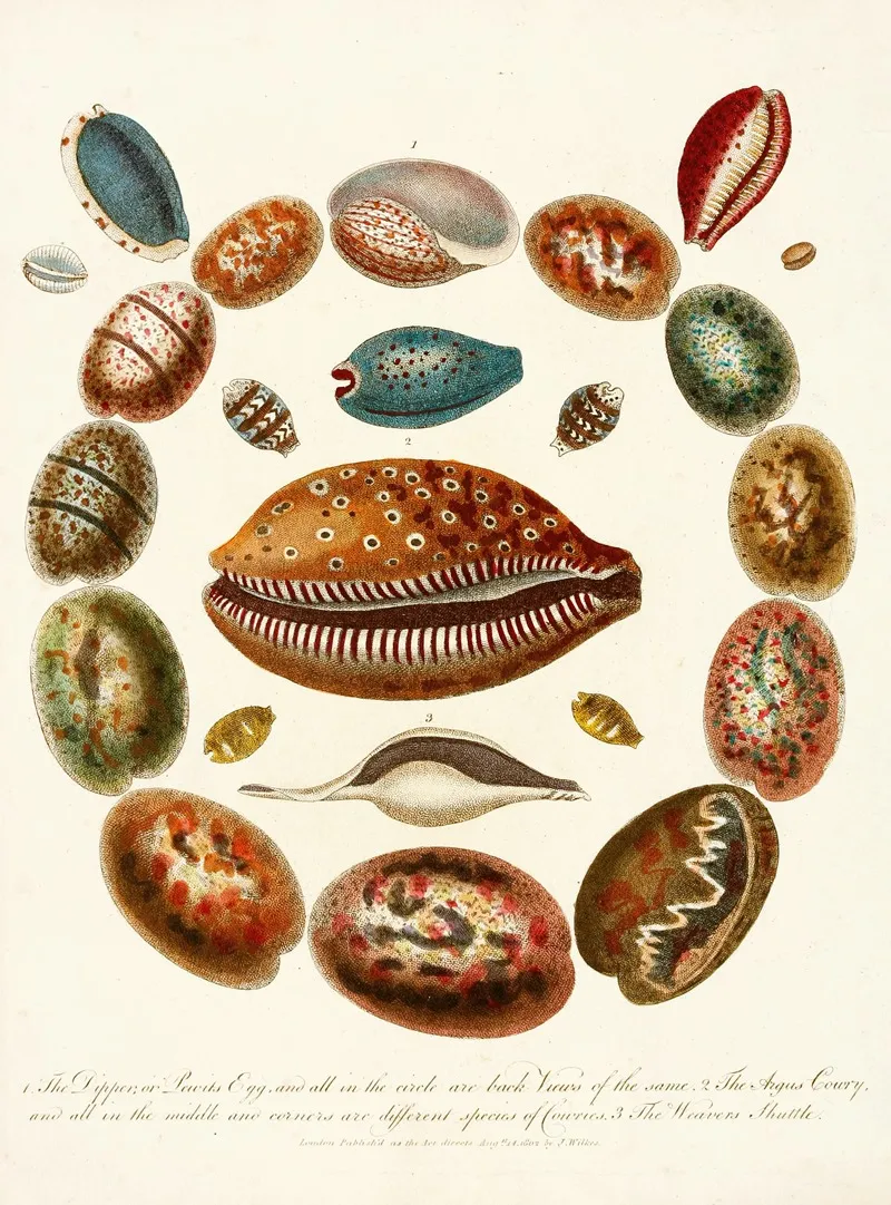 Encyclopaedia Londinensis Conchology Pl 03 Wall Art by John Chapman - High-Resolution Digital Print