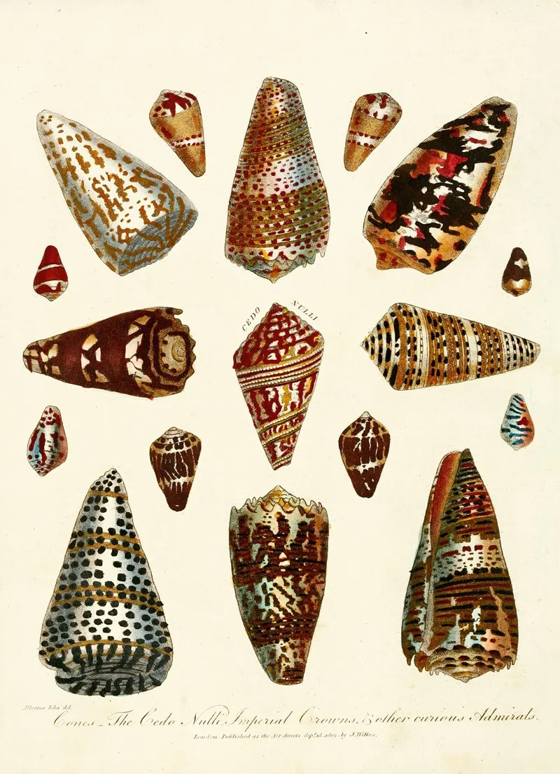 Encyclopaedia Londinensis Conchology Pl 05 Wall Art by John Chapman - High-Resolution Digital Print