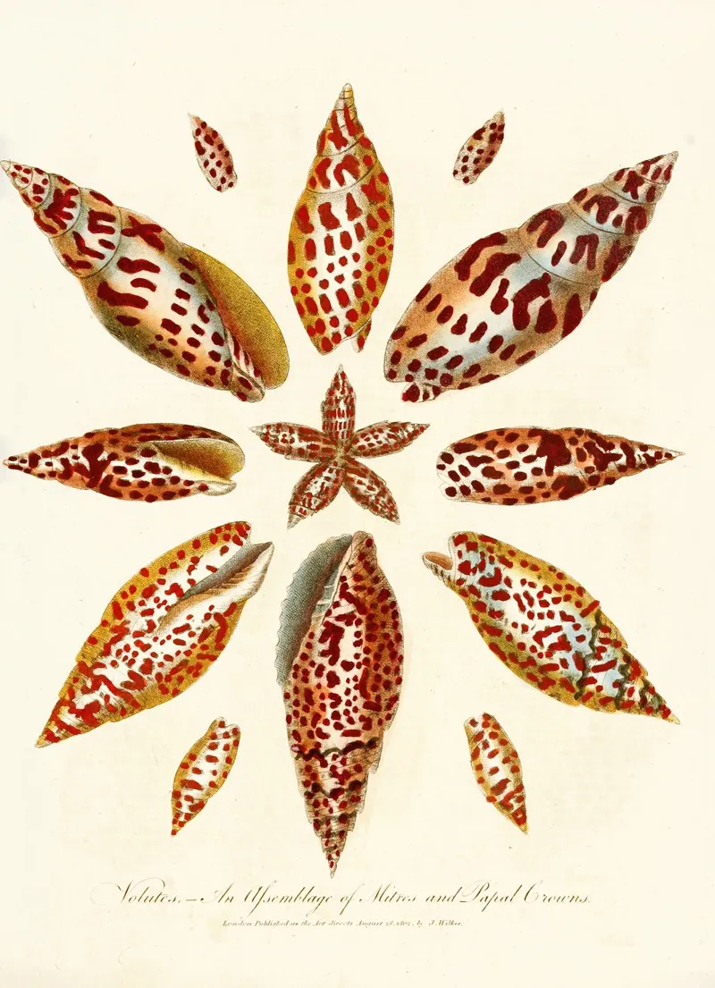 Encyclopaedia Londinensis Conchology Pl 06 Wall Art by John Chapman - High-Resolution Digital Print