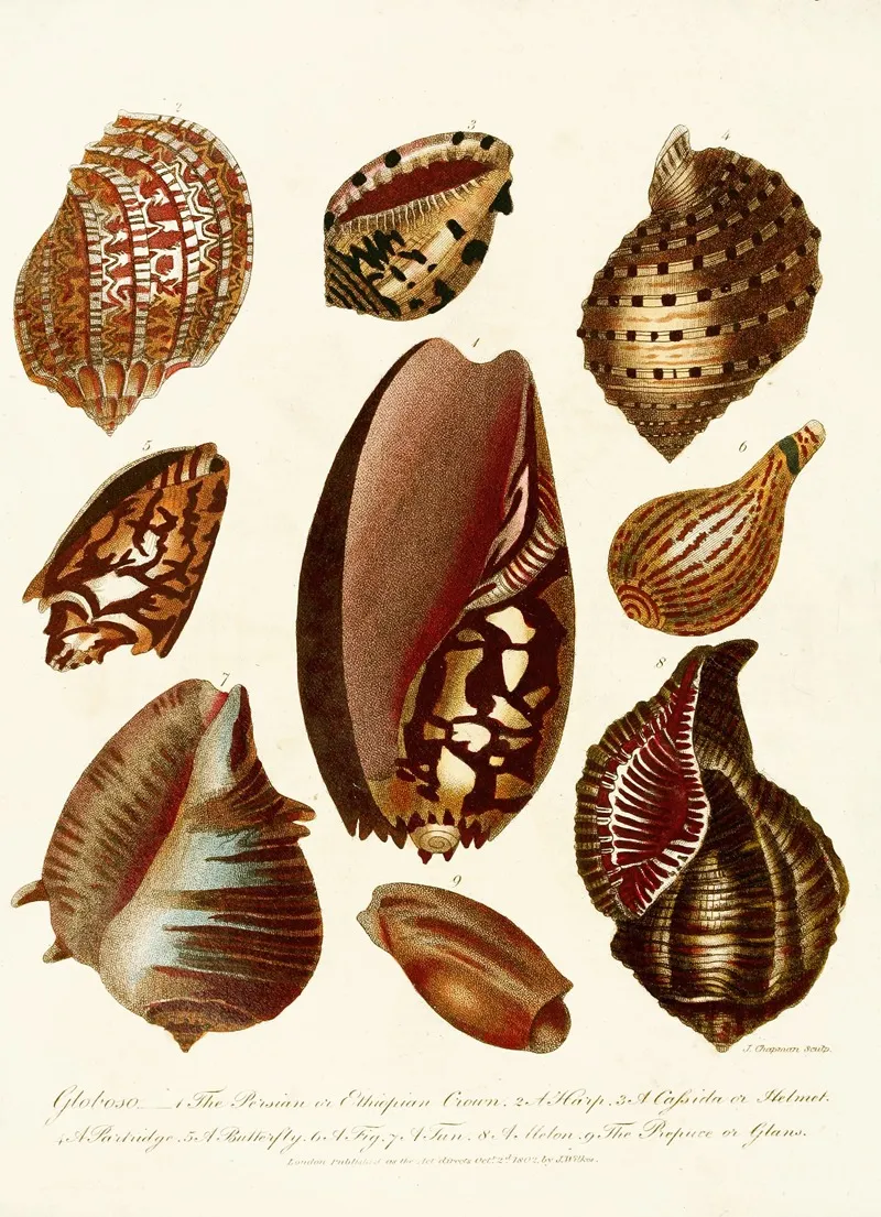 Encyclopaedia Londinensis Conchology Pl 07 Wall Art by John Chapman - High-Resolution Digital Print