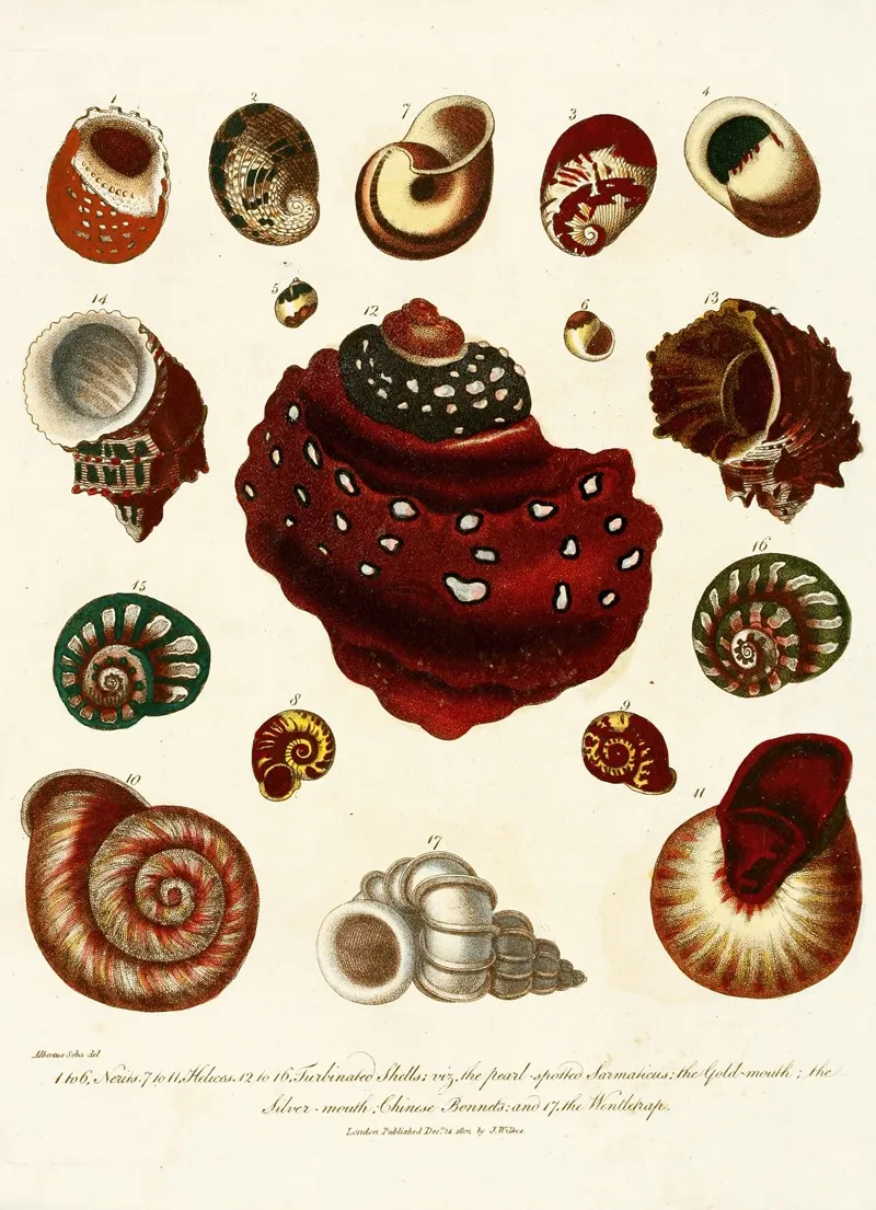 Encyclopaedia Londinensis Conchology Pl 09 Wall Art by John Chapman - High-Resolution Digital Print