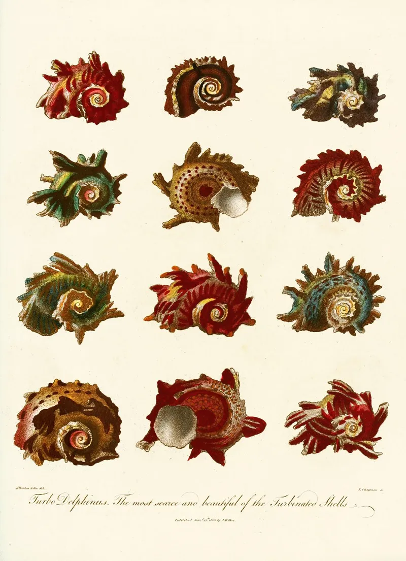 Encyclopaedia Londinensis Conchology Pl 10 Wall Art by John Chapman - High-Resolution Digital Print