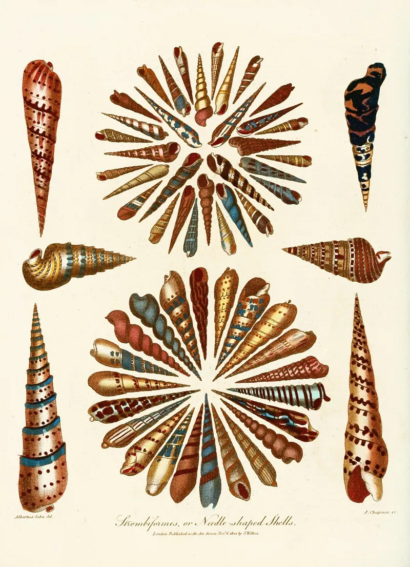 Encyclopaedia Londinensis Conchology Pl 11 Wall Art by John Chapman - High-Resolution Digital Print