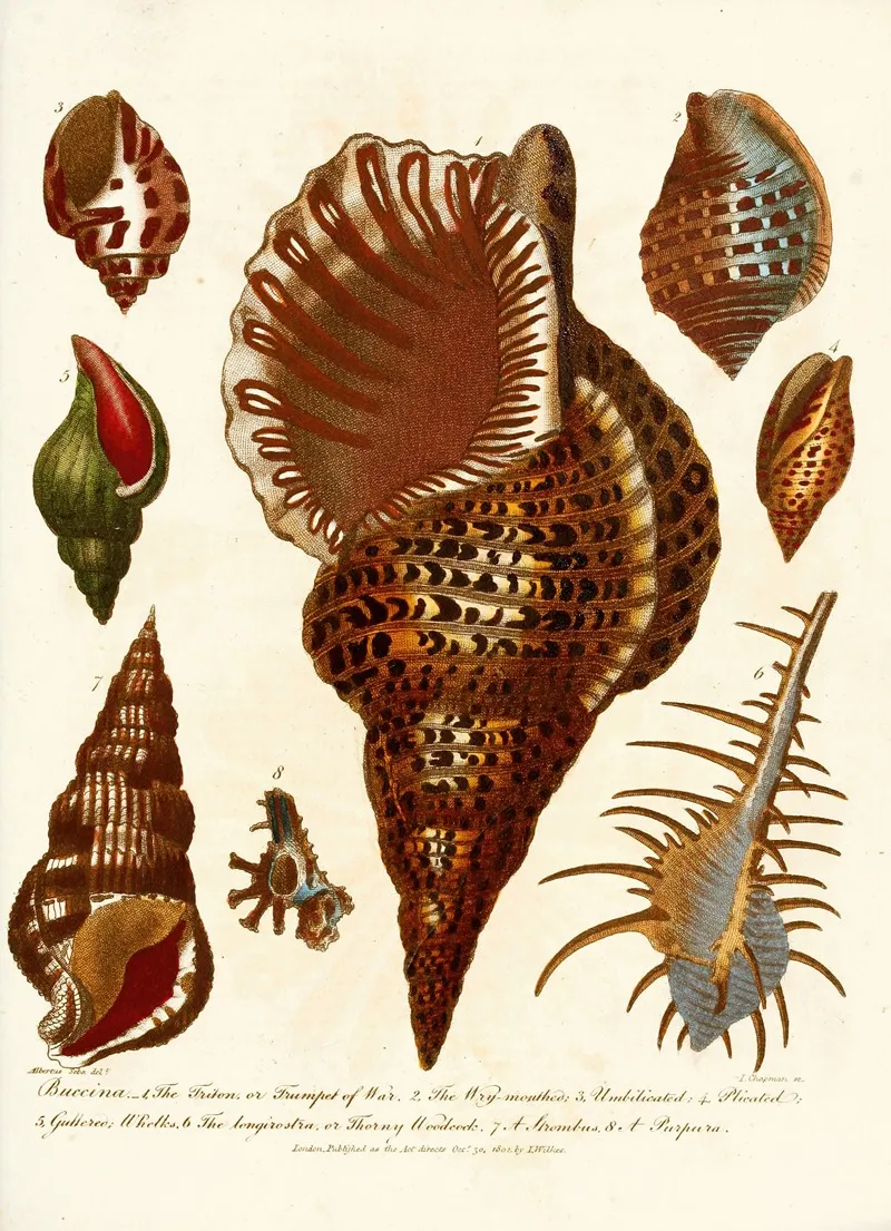 Encyclopaedia Londinensis Conchology Pl 12 Wall Art by John Chapman - High-Resolution Digital Print