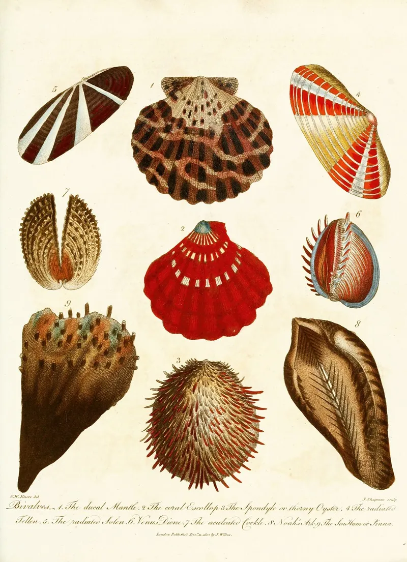 Encyclopaedia Londinensis Conchology Pl 14 Wall Art by John Chapman - High-Resolution Digital Print