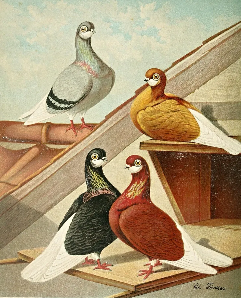 Englische Barttummler Wall Art by Gustav Prütz - High-Resolution Digital Print