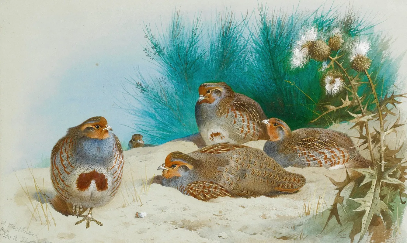 English Partridge With Gorse And Thistles