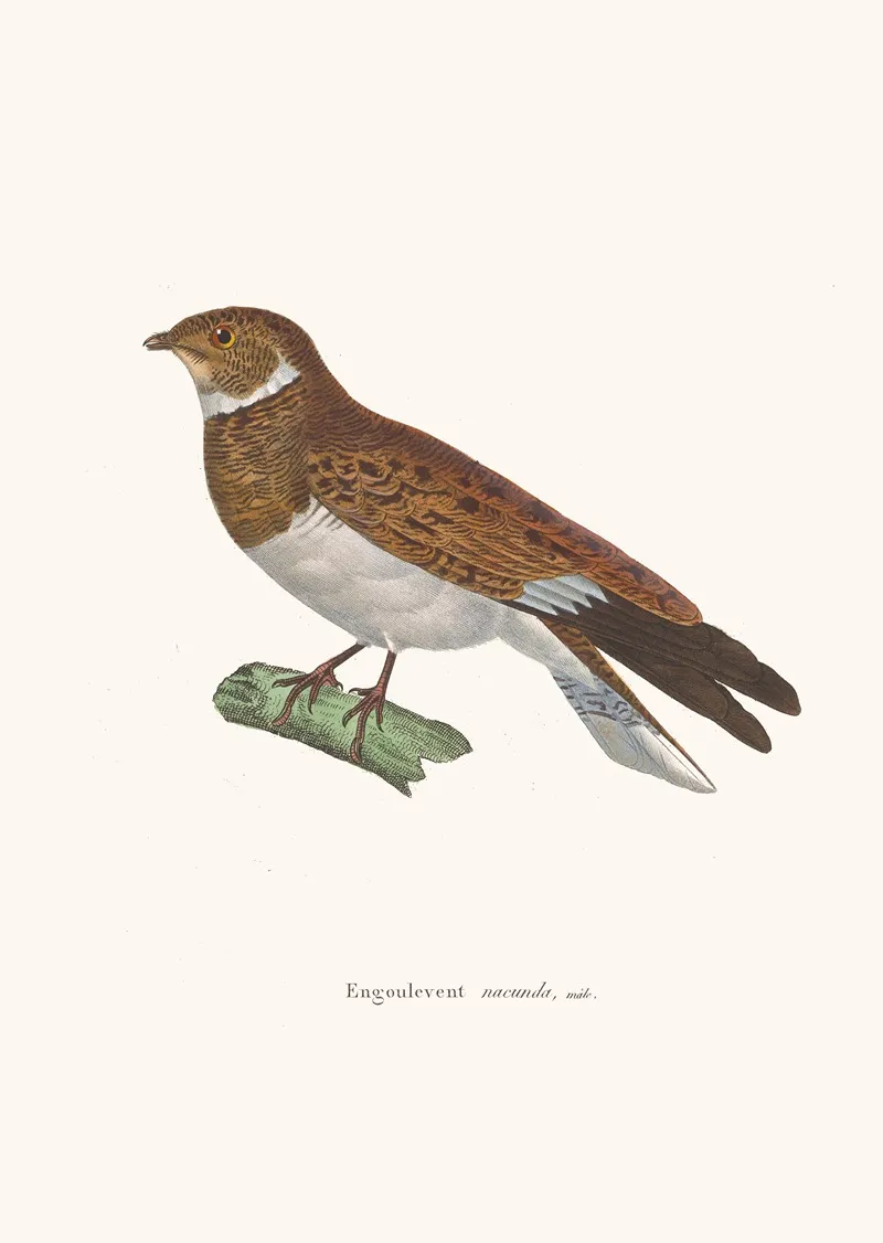 Engoulevent Nacunda Wall Art by Coenraad Jacob Temminck - High-Resolution Digital Print