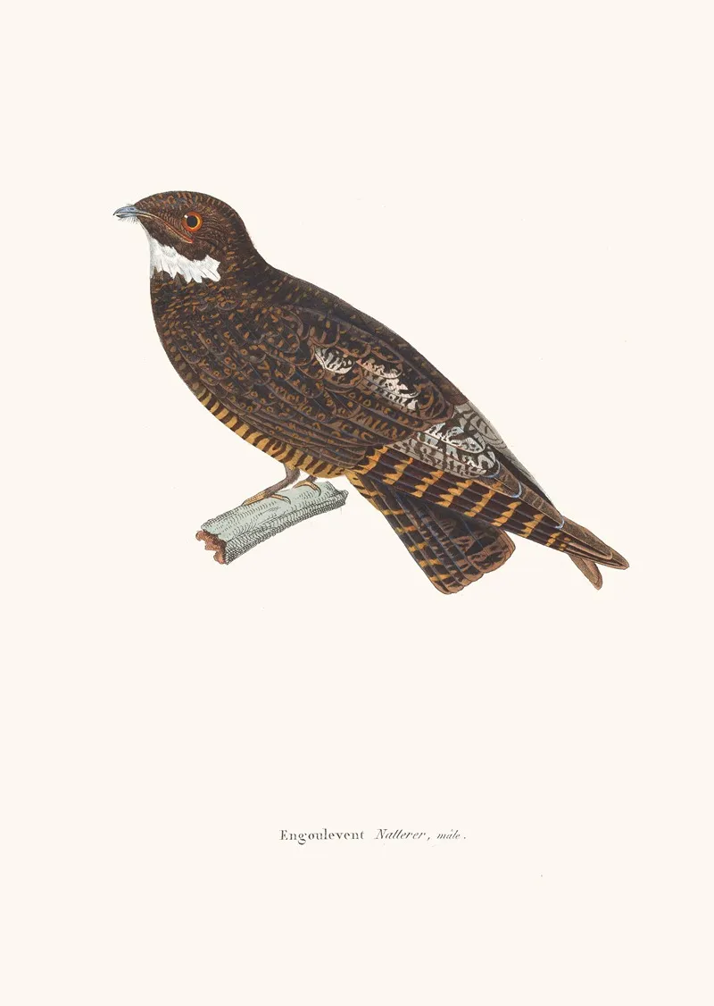 Engoulevent Natterer Wall Art by Coenraad Jacob Temminck - High-Resolution Digital Print