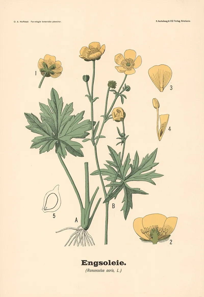 Engsoleie Ranunculus Acris L Wall Art by Olaf Alfred Hoffstad - High-Resolution Digital Print