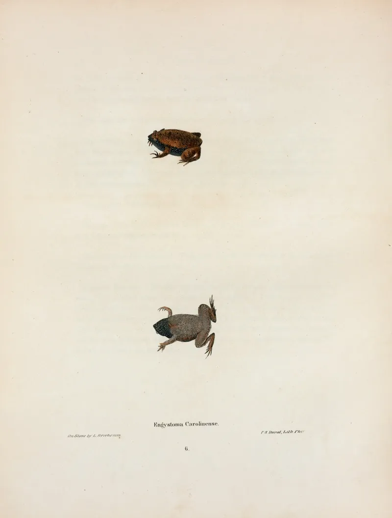 Engystoma Carolinense 2 Wall Art by John Edwards Holbrook - High-Resolution Digital Print