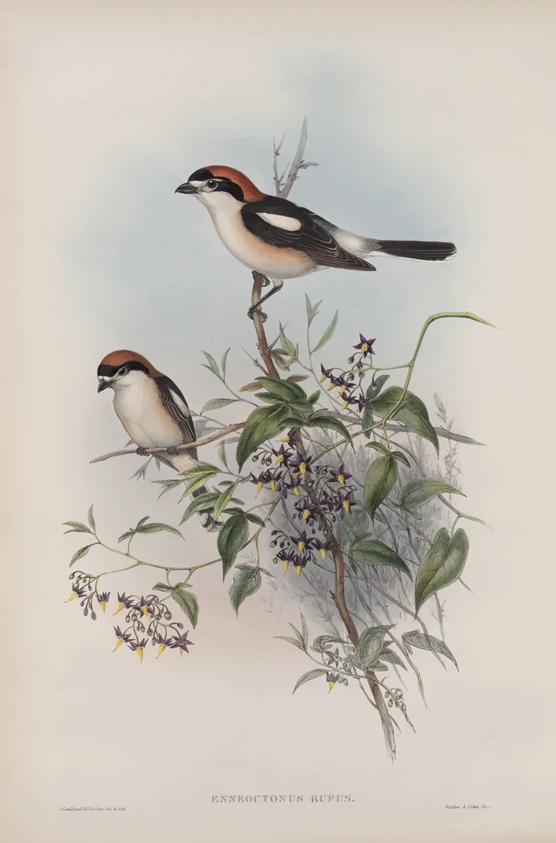 Enneoctonus Rufus Woodchat Wall Art by John Gould - High-Resolution Digital Print