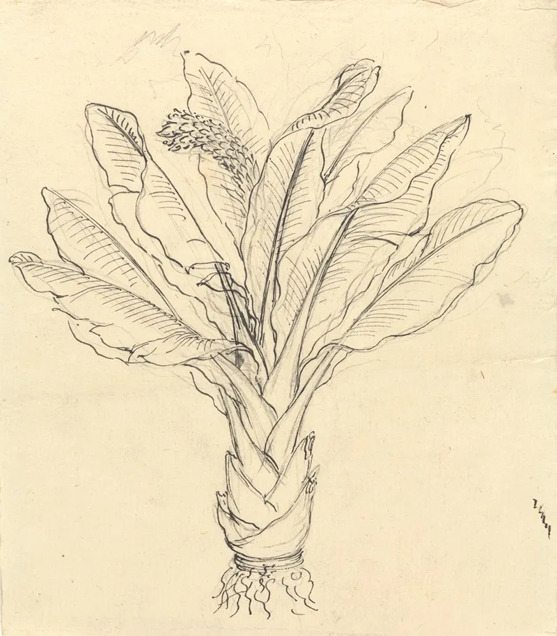 Ensete Ventricosum 3